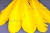 Декоративный Пучок из перьев, перо 23см/желтый - купить в Курске. Цена: 12.19 руб.